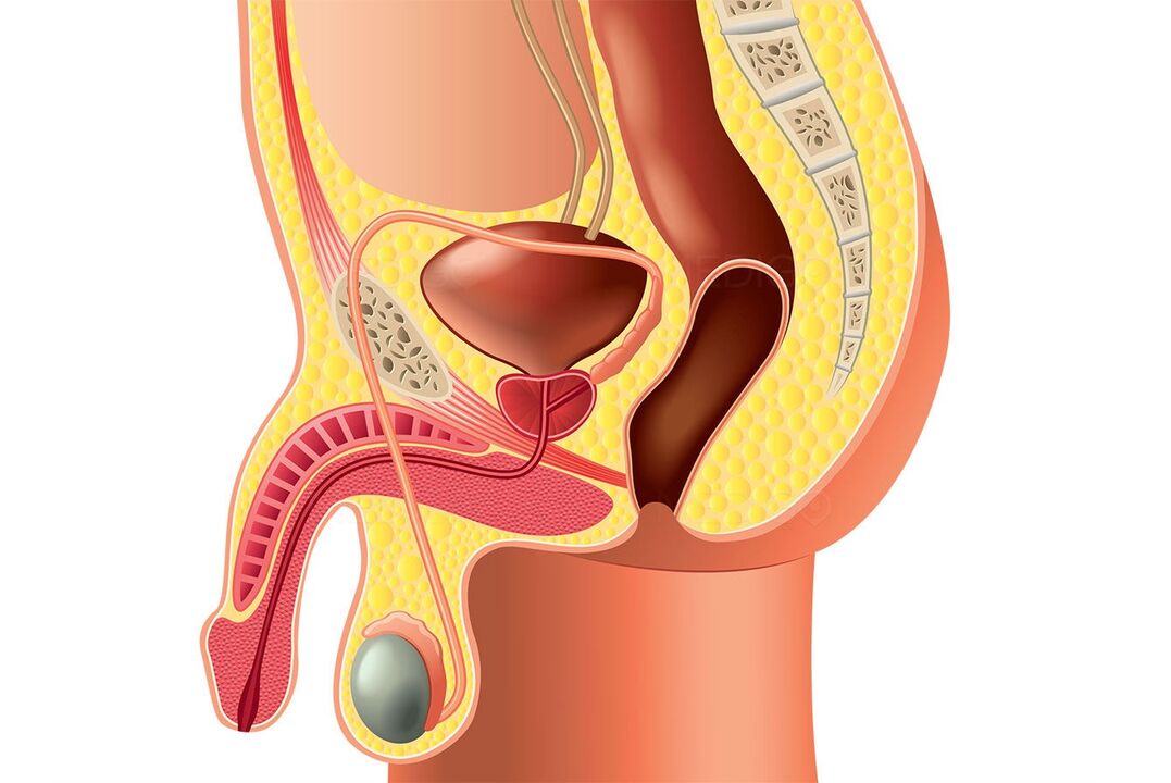 a estrutura do sistema reprodutor masculino e o aumento do pênis